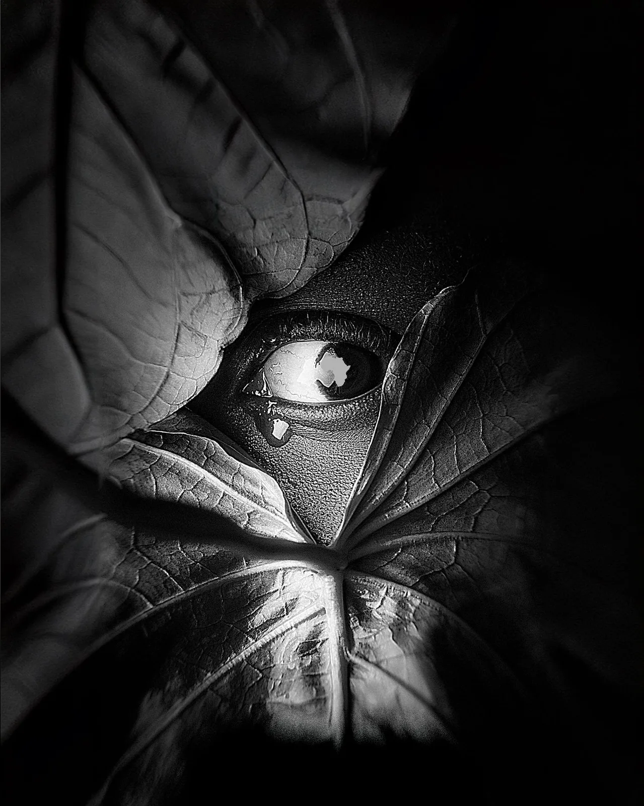 A dramatic black and white photograph showing an eye peeking through leaves in a dark atmospheric composition.