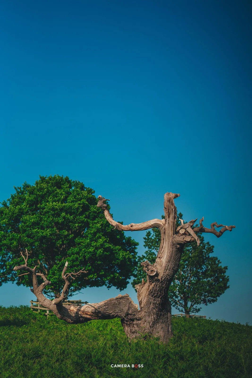 A gnarled old tree with twisted branches stands dramatically against a vivid blue sky on a grassy hilltop.