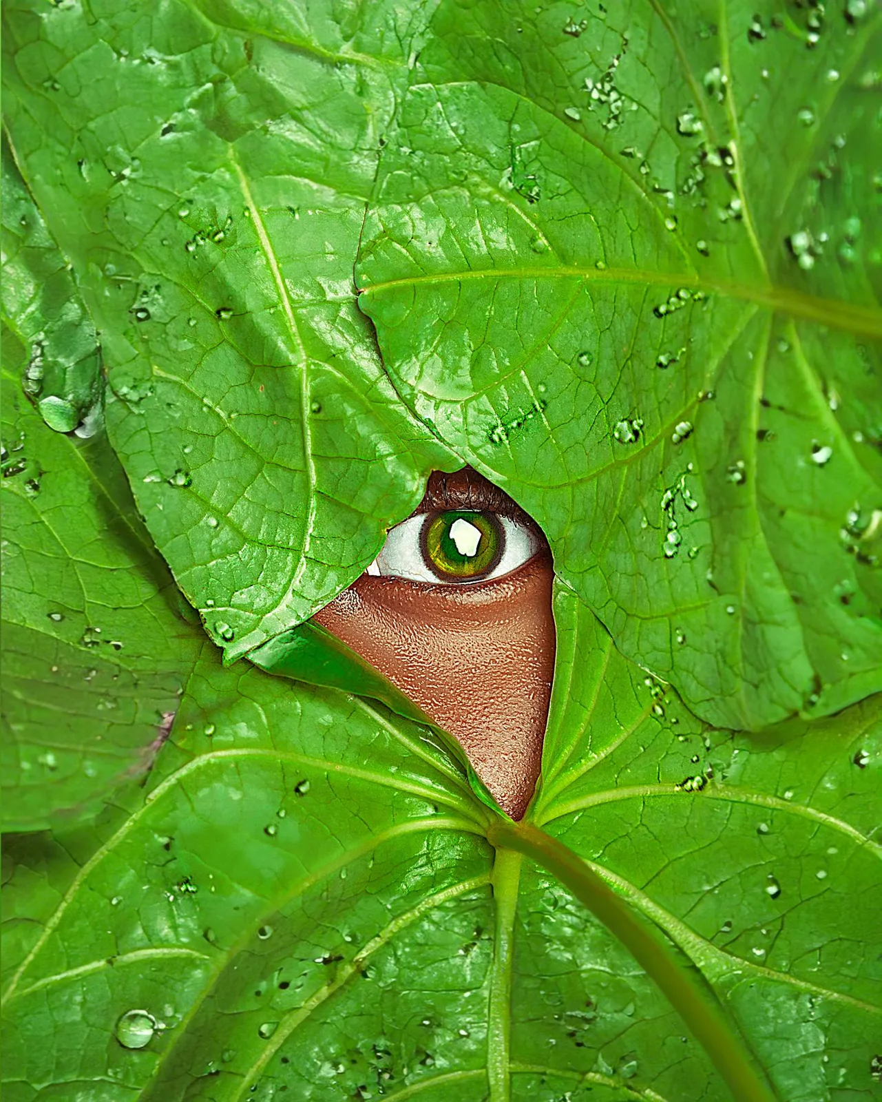 A brown eye peeks through a gap between large wet green leaves with water droplets on them.